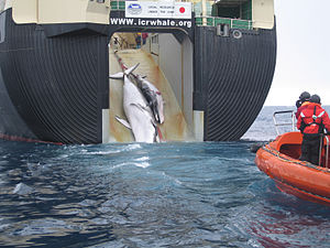 Click image for larger version

Name:	Japan_Factory_Ship_Nisshin_Maru_Whaling_Mother_and_Calf1.jpg
Views:	121
Size:	21.9 KB
ID:	240