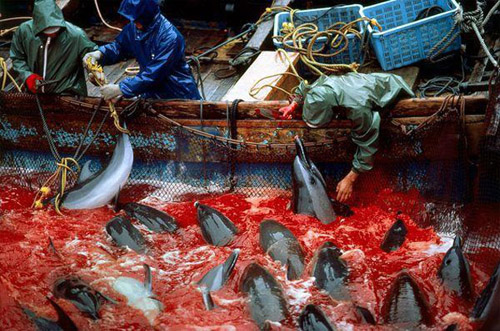Click image for larger version

Name:	Japanese and Australian Sister City Relationship Suspended Due to Dolphin Hunting.jpg
Views:	185
Size:	120.2 KB
ID:	293