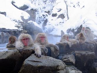 Click image for larger version

Name:	Onsen macaques.jpg
Views:	568
Size:	313.4 KB
ID:	1166