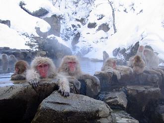 Click image for larger version

Name:	Onsen macaques.jpg
Views:	543
Size:	313.4 KB
ID:	1166